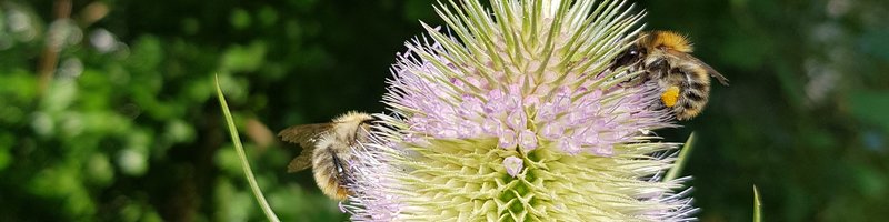Wildbienen an Wilder Karde