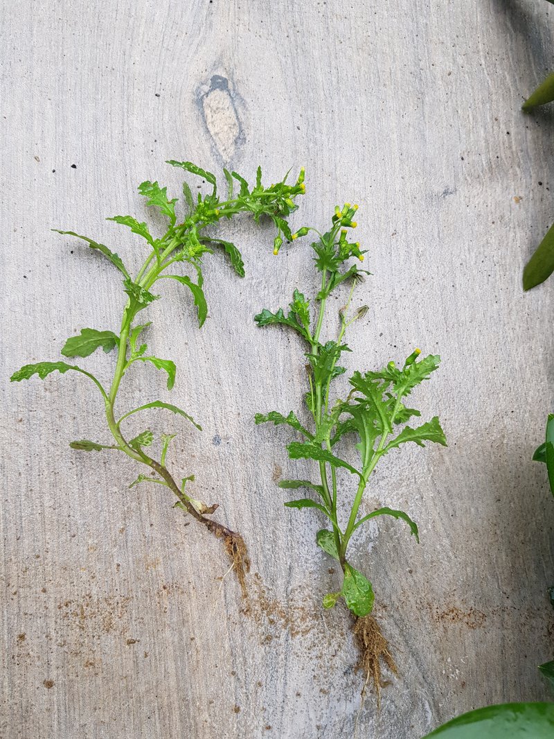 Konkurrenzstarkes Wildkraut wird aus Ansaaten entfernt