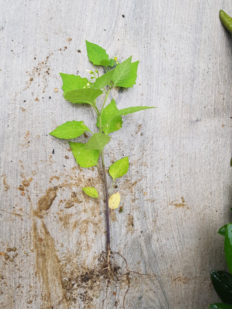 Konkurrenzstarkes Wildkraut wird aus Ansaaten entfernt