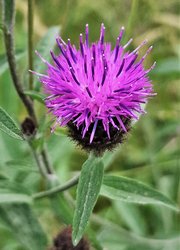 Gefördert von der Bürgerstiftung Schmitten und Hessen Forst wurde Mahdgut von nahen Naturschutzwiesen auf einer Rohbodenfläche auf einem Parkplatz von Hessen Forst übertragen, mit Holz eingefasst und beschildert.