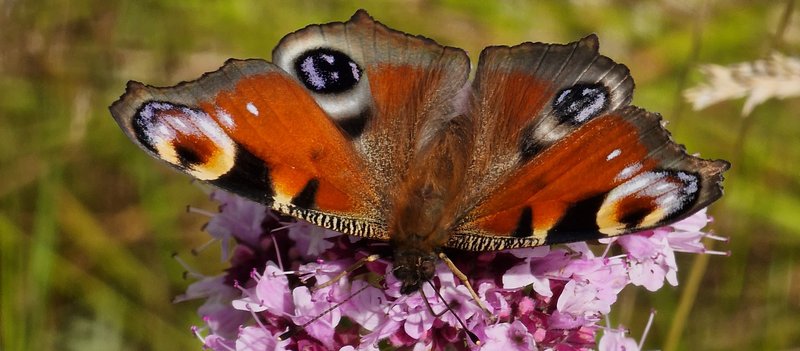 Tagpfauenauge auf Wildem Dost