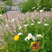 Blumenkräuterrasen mit Frank Schmidt (3)