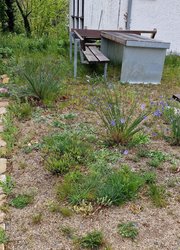 Ev. Kirche Burgholzhausen, Blumenschotterrasen