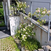 Fassaden-, Zaunbegrünung