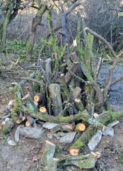 Eine überalterte Wallhecke entlang eines Weges wird zu mehreren Zeitpunkten über drei Jahre hinweg naturnah gepflegt.