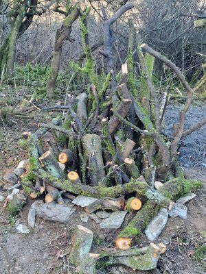 Eine überalterte Wallhecke entlang eines Weges wird zu mehreren Zeitpunkten über drei Jahre hinweg naturnah gepflegt.
