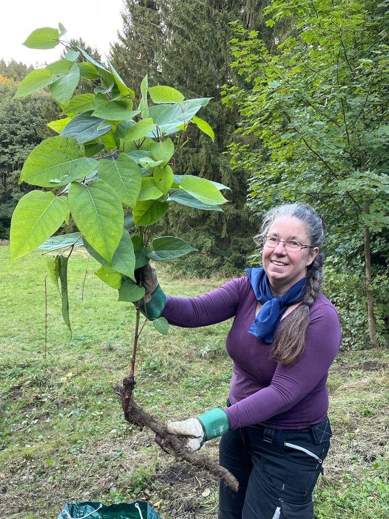 Heimische Wildpflanzen pflanzen, invasive Neophyten entfernen