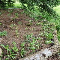 Liegendes Lebensraumholz