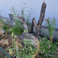 Stehendes Lebensraumholz