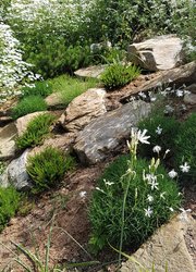 Der Großteil des Naturgartens auf einem Neubaugrundstück ist auf Wunsch der Eigentümer mit weißen Wildpflanzen und Wildrosen sowie weißen naturnahen Sorten bepflanzt und besät worden.