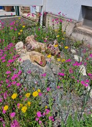Schurrasenflächen rund um Wohnblocks wurden in Magerbeete und Wildblumenwiesen verwandelt