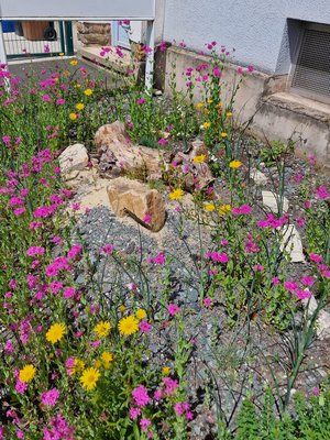 Schurrasenflächen rund um Wohnblocks wurden in Magerbeete und Wildblumenwiesen verwandelt
